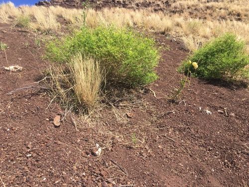 Tephrosia candida observed 2019-01-08