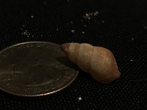 Carelia bicolor observed 2018-11-18