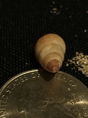 Carelia