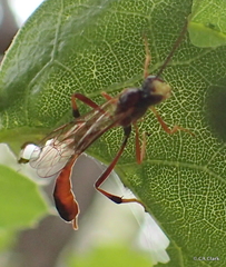 Anomaloninae