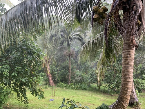 Carpoxylon Palm (Carpoxylon macrospermum)