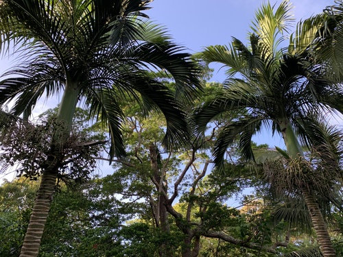 Carpoxylon macrospermum