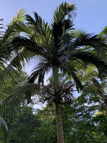 Carpoxylon macrospermum