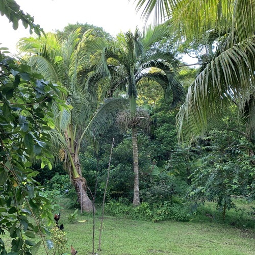 Carpoxylon macrospermum