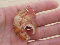 Haliotis coccoradiata