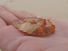 Haliotis coccoradiata