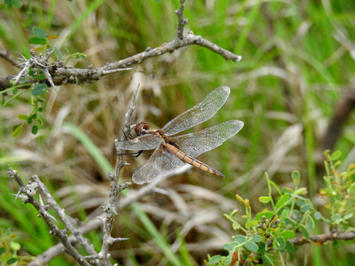Tauriphila risi