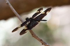 Rhyothemis princeps