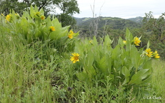 Wyethia glabra