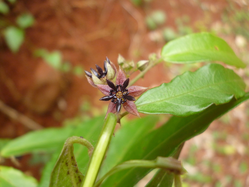 Byttneria australis