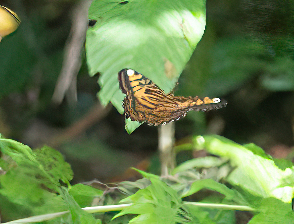 Clipper From Kulu River Talasea District Papua New Guinea On May 31 