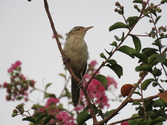 Campylorhynchus turdinus