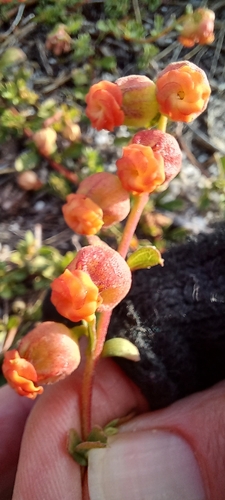 Image of Hermannia ternifolia by (c) Adele SL, some rights reserved (CC BY)