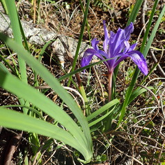 Iris douglasiana