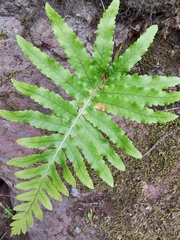 Polypodium macaronesicum image