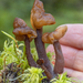 Changeable False Morel - Photo (c) Alison Pollack, some rights reserved (CC BY-NC), uploaded by Alison Pollack