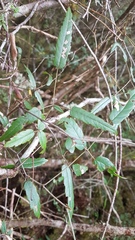 Rubus schmidelioides schmidelioides