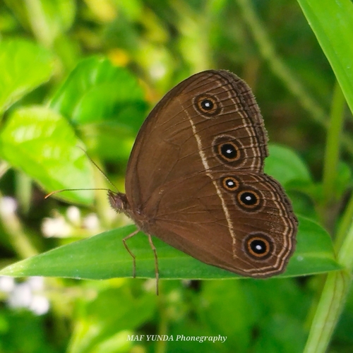 Smooth-eyed Bushbrown photo 3