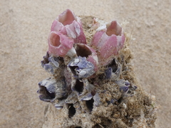 Austrobalanus imperator