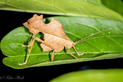 Typophyllum bolivari