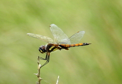 Tramea cophysa