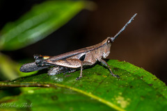 Xiphiola cyanoptera