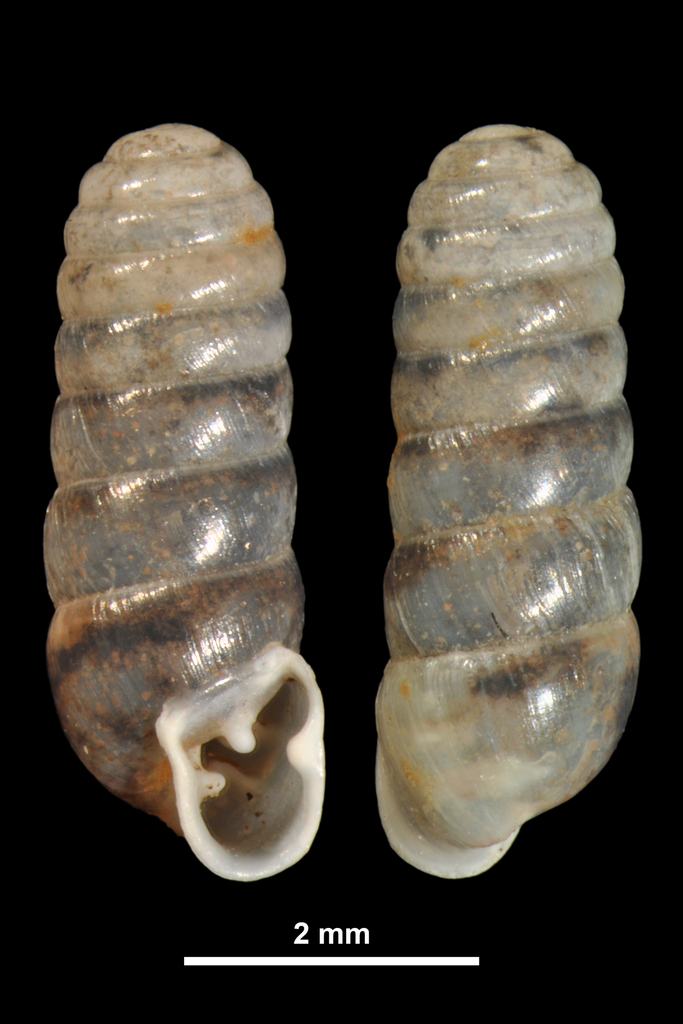 Argna bourguignatiana