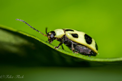 Walterianella propugnaculum