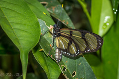 Methona confusa confusa