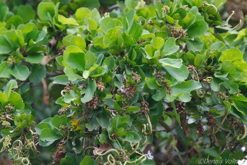 Terminalia buceras