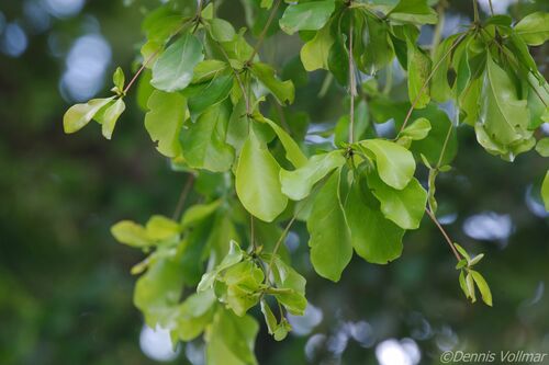 Terminalia buceras