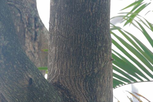 Terminalia buceras