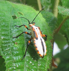 Thasopsis formidabilis