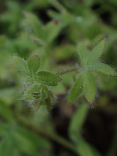 Image of Nemophila breviflora by no rights reserved