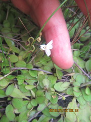 Mazus novaezeelandiae