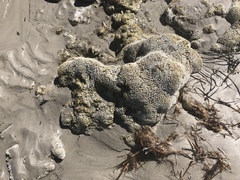 Galeolaria caespitosa