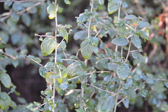 Ceanothus oliganthus