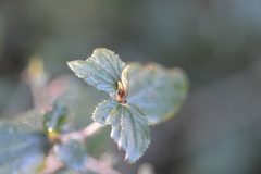 Ceanothus oliganthus