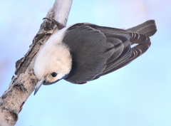 Sitta carolinensis nelsoni