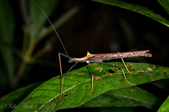 Pseudophasma bispinosum