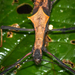 擬竹節蟲屬 - Photo 由 Felix Fleck 所上傳的 (c) Felix Fleck，保留部份權利CC BY-NC