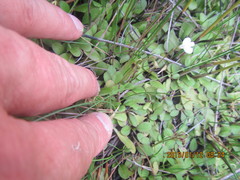 Mazus novaezeelandiae