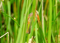 Aleuas lineatus