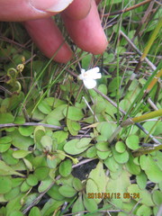 Mazus novaezeelandiae