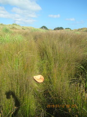 Mazus novaezeelandiae