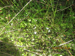 Mazus novaezeelandiae