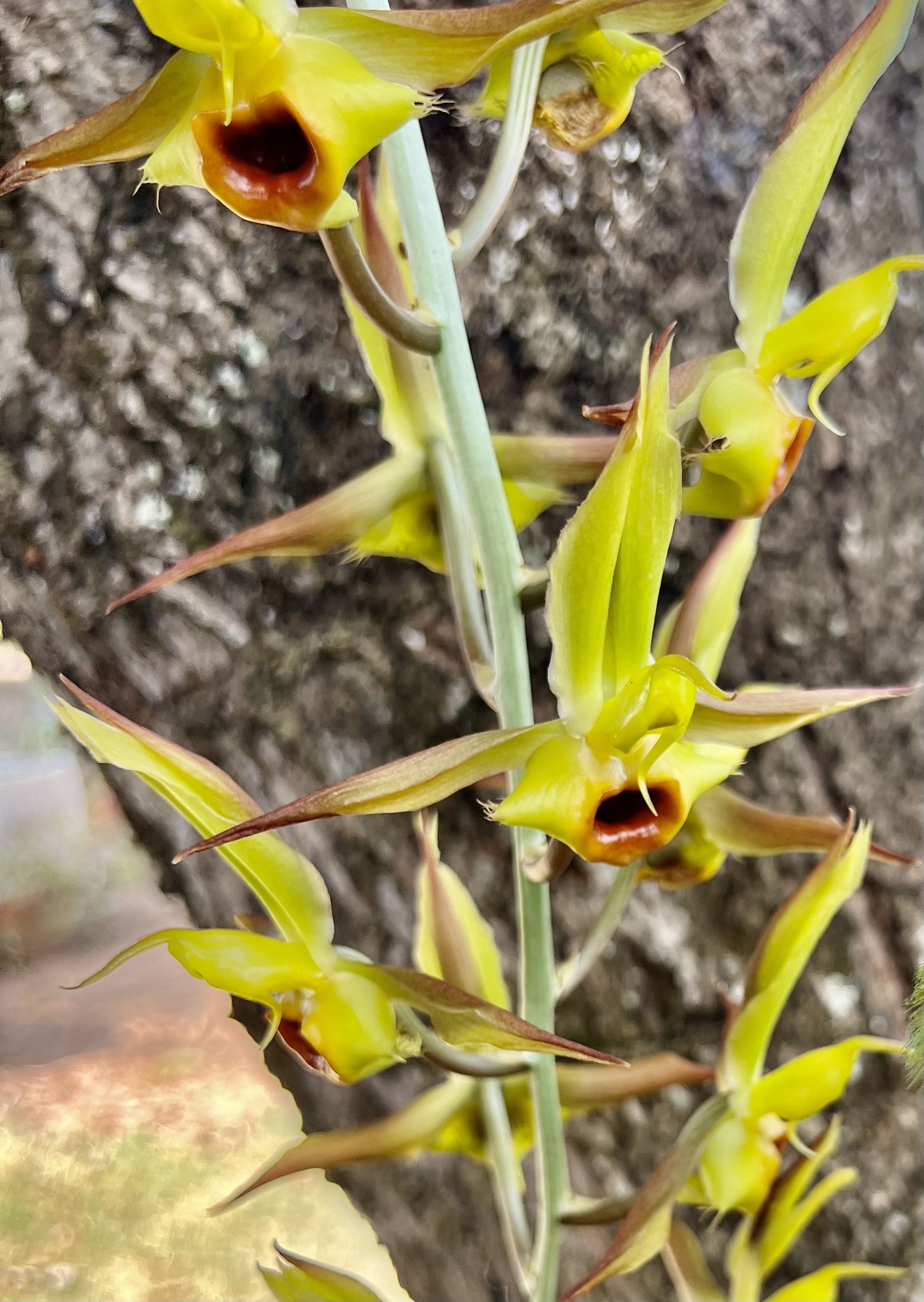 Catasetum osculatum