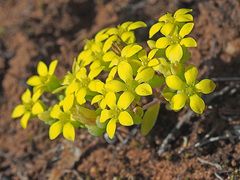 Crassula sebaeoides