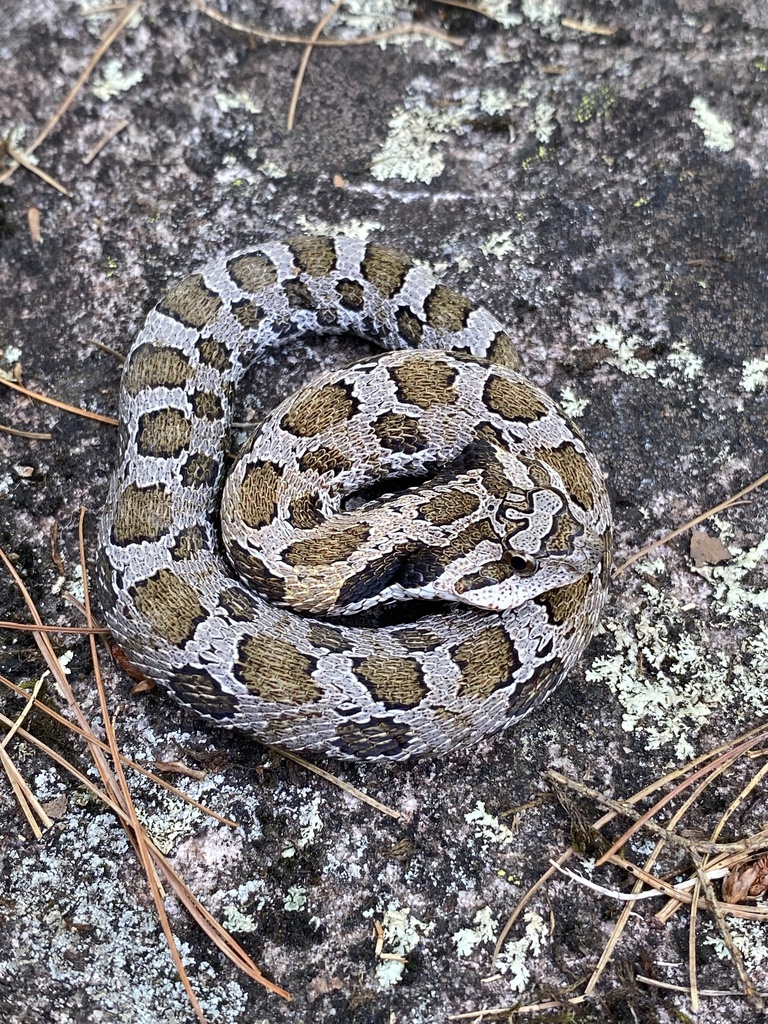 Eastern Hognose Snake in July 2023 by rlauzon. Beautiful little snake ...