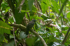 Thamnophilus bridgesi